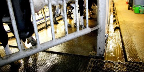 Genombrott i forskning om smittsamt klöveksem