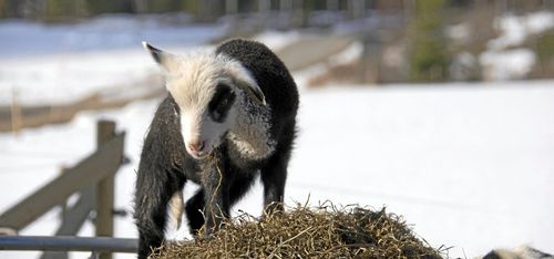Honungsproducent satsar på fler bisysslor