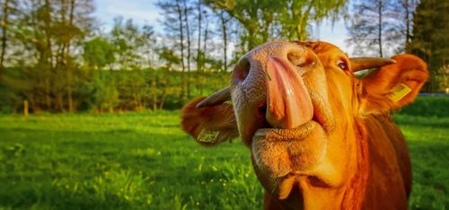 Mäktiga kor fyller museum