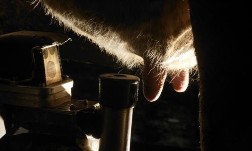 Arla sänker priset - igen