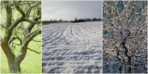 Lynnig vår oroar odlare