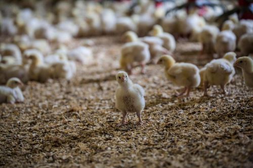 Vd säljer aktier i Scandi Standard