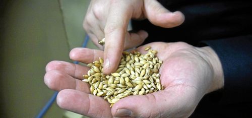 Större risk för skadat malt i år