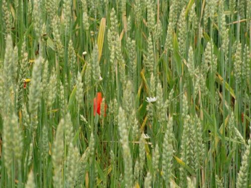 Uppdaterade regler för ekobönder