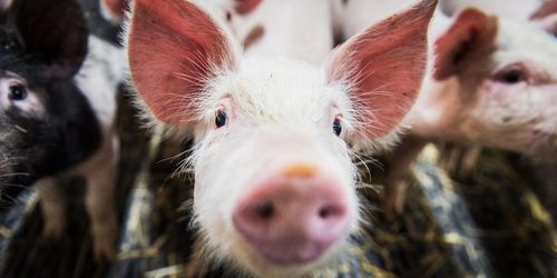 Färre djurskyddskontroller under pandemin