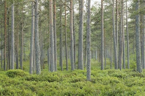 Nej till omarrondering i Älvdalen