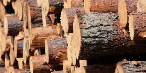 Skogsindustrier: Vi kan gå stärkta ur krisen