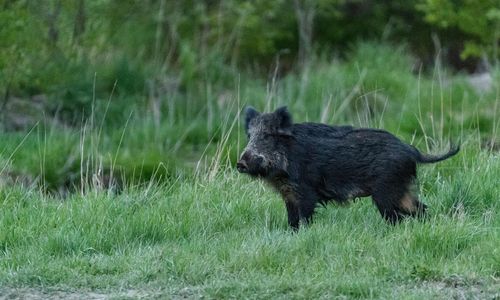 Flopp för Vildsvinshjälpen – bara nio samtal i år