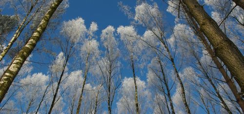 Så satsar Ikea på skog i Nordamerika
