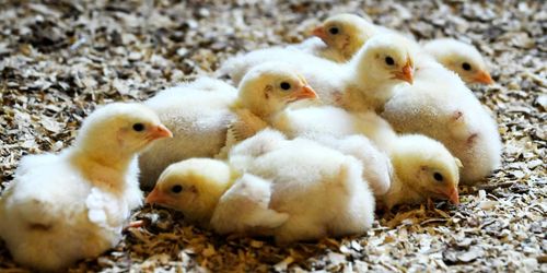 Teknikerna som ska hindra masslakt av tuppar