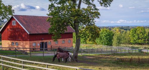 Nya EU-regler slår mot stallägare