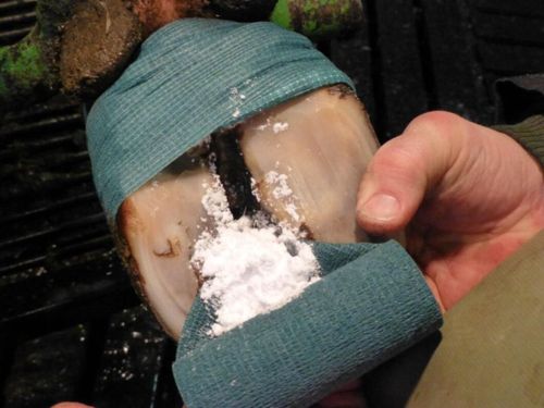 Behandla klövar utan antibiotika