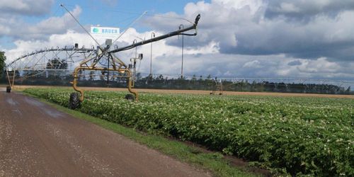 Här vattnas grödorna med återvunnet vatten