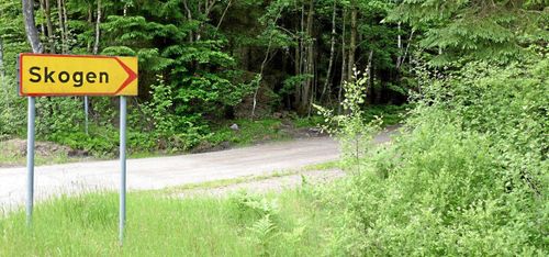 Dröj med avverkning – för naturens skull