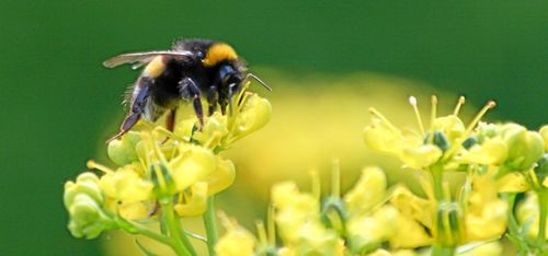 Humleimport oroar odlare