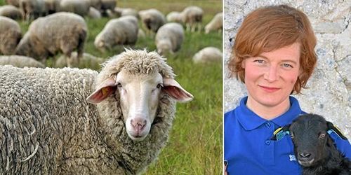 ”Fårbranschen måste tänka mer på smittskydd”