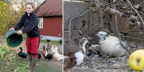 Deras vaktlar serverades på Nobelmiddagen