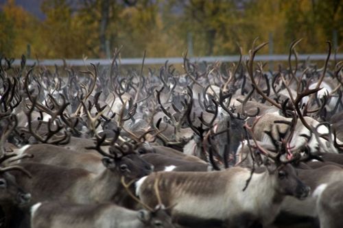 Mer prover för CWD ska tas i samband med renslakten.