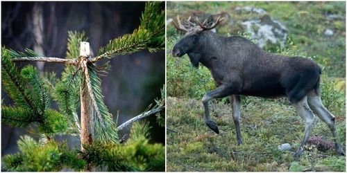 De tvingar älgen att äta tall