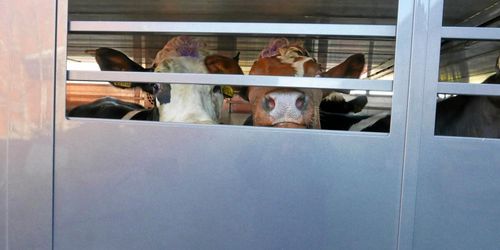 Skärpta kontroller av djurtransporter