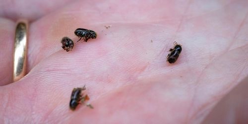 Ny generation granbarkborrar på väg