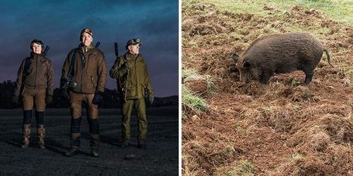 Nytt jägar-grepp ska minska vildsvinsskador