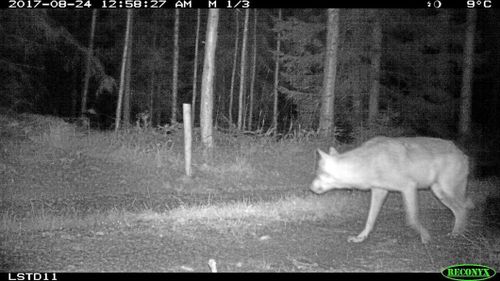 Första varghybriden kan vara fälld