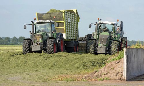 Skörd av helsäd på Irland i januari