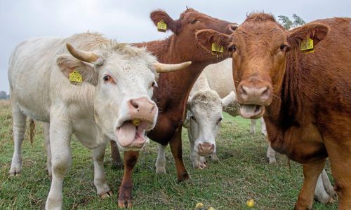 Regeringen förbereder för nytt smittskydd