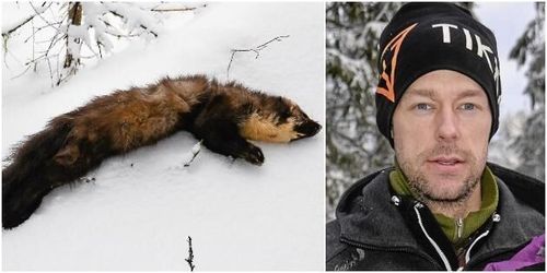 En svensk trapper på jakt efter mård