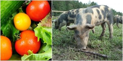 Fem punkter för en mer seriös veganrörelse