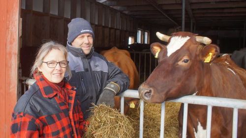 Inger Sundberg och Calle Johansson på gården Vinterhälla utanför Hölö i Södermanland är en av 31 mjölkgårdar som får guldmedalj i år.