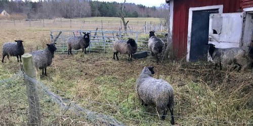 ”Småbrukarnas behov borde styra regelverket”