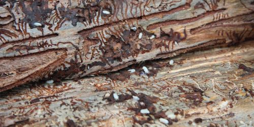 ”Barkborren är inget projekt – det är en ständig kamp”