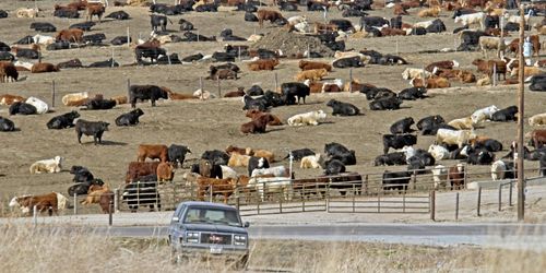 EU och USA överens om köttkvot