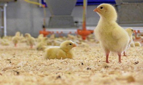 Kycklingmarknaden under konkurrenslupp