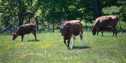EU-initiativ för märkning av djurvälfärd