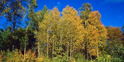 Lövträd tar höstvila för att klara torkan