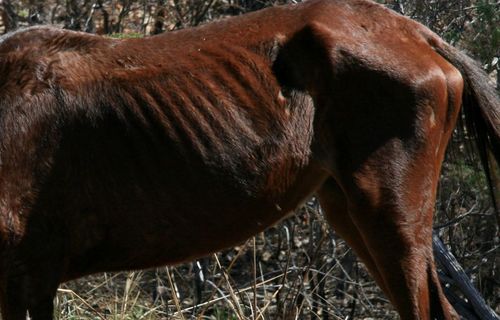 ARKIVBILD. Hästen på bilden är ett exempel på extrem avmagring, men är inte den häst som avlivades.