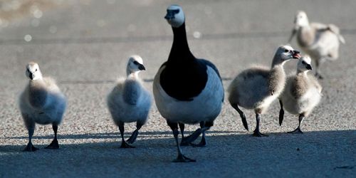 Fågelinfluensa hos vilda fåglar i Sverige