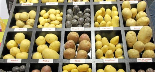 Frossa i knölar på potatisens dag