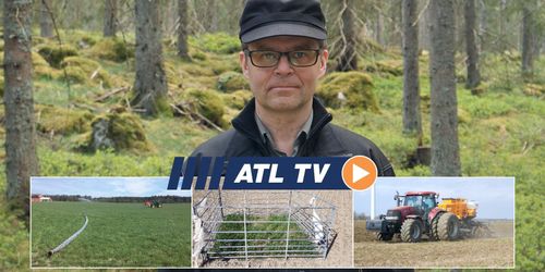 ATL TV: Gran betas hårt av hjortar