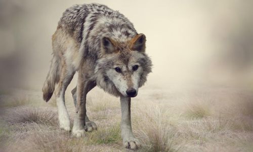 Ökad tjuvjakt på varg