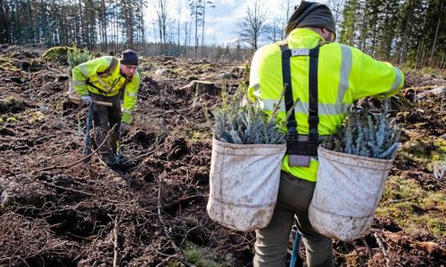 Deras skogsplantering är ”historiskt tidig”