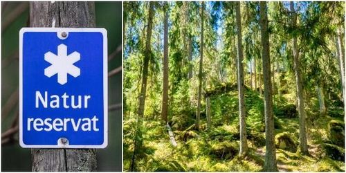 Svårt jämföra skogsskydd i Sverige och Finland