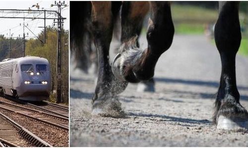 Häst slet sig och blev påkörd