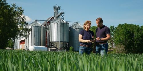 Vallfrö bara lönsammare än höstvete två år av tio