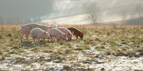 Slutreplik: ”Djurägarna måste få besked”