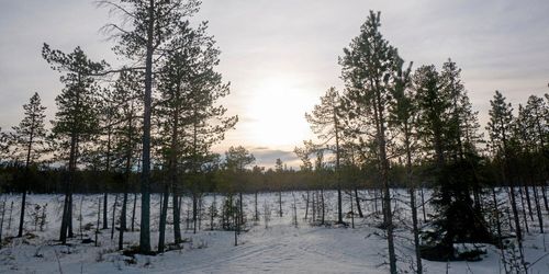 Ingen övre gräns för nyckelbiotoper