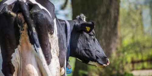 Alla borde få se en korumpa en sommarmorgon